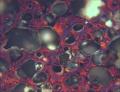 Color Coal Iamge
